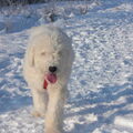 Komondor