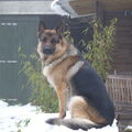 Duitse Herder