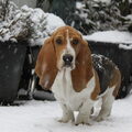 Basset Hound