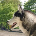 Siberische Husky