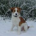 Kooikerhondje