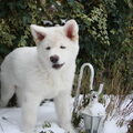 Akita Inu