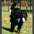 Gordon Setter
