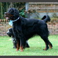 Gordon Setter