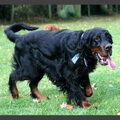 Gordon Setter
