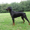 Dobermann