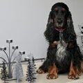 Engelse Cocker Spaniel