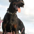 Dobermann