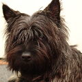 Cairn Terrier