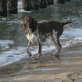 Bracco Italiano