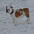 Engelse Bulldog