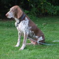 Bracco Italiano