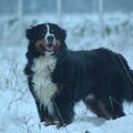 Berner Sennenhond