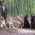 Picardische Herdershond