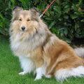 Sheltie