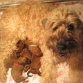 Irish Softcoated Wheaten Terriër