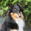 Sheltie