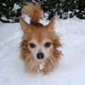 rollebolle in de sneeuw 