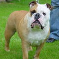 Engelse Bulldog