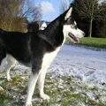 Siberische Husky