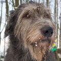 Ierse Wolfshond