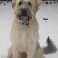 Irish Softcoated Wheaten Terriër