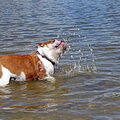 Engelse Bulldog