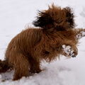 Briard