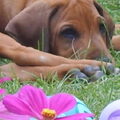Rhodesian Ridgeback