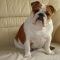 Engelse Bulldog