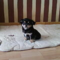 08-01-2010 & 09-01-2010 - Gizmo's eerste daagjes!