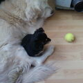 08-01-2010 & 09-01-2010 - Gizmo's eerste daagjes!