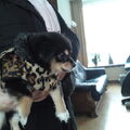 Gizmo is vandaag een week bij ons! - 15/01/2010