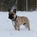 Franse Bulldog