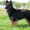 Oud Duitse Herdershond