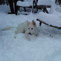 White Swiss Shepherd Dog
