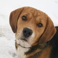 Beagle