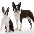 Boston Terrier