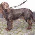 Duitse Wachtel (Kwartelhond)