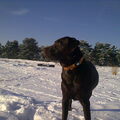 Labrador