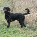 Duitse Staande Hond, Langhaar