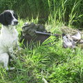 Engelse Springer Spaniel