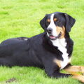 Grote Zwitserse Sennenhond