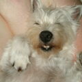 We missen ons andere hondje.
