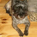 We missen ons andere hondje.
