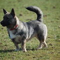 Vastgotaspets