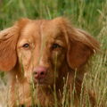 Nova Scotia Duck Tolling Retriever