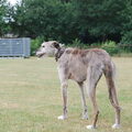 Galgo Español