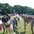 Galgo Español