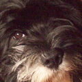 Tibetaanse Terrier